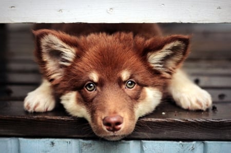 Adorable Face - dog face, puppy, animals, dog, dogs, sweet, cute, puppies