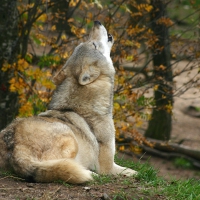 Beautiful Wolf howling