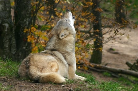 Beautiful Wolf howling - love, lupului, toamna, urletul