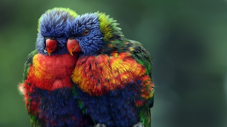 Cuddling Rainbow Lorikeets