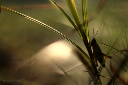 Grasshopper - insect, plant, grasshopper, light