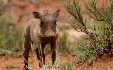 Young wild boar - animal, young, forest, wild boar