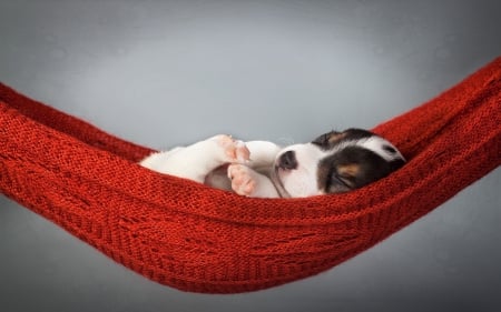 Sleeping puppy - sleeping puppy, dog, red, hammock