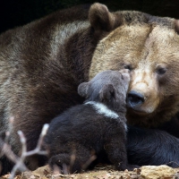 Mama Bear and Little Bear