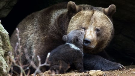 Mama Bear and Little Bear - little bear, mama, animals, bear