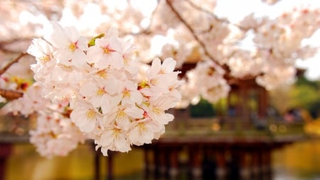 Spring Blossoms - flowers, nature, blossom, cherry, spring