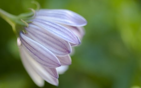 Flower - delicate, nature, beautiful, soft, lovely, petals