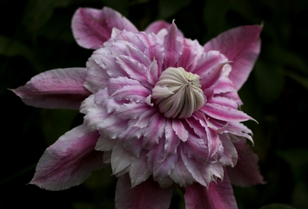 Beautiful Pink clematis - nature, pink, petals, beautiful, clematis, flower