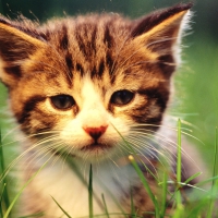 cute little kitten