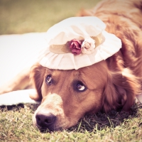 dog with hat