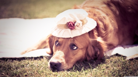 dog with hat - retriever, brown, hat, dog, flowers, golden