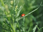 ladybug