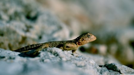 lizard on rock - lizard, rock, grey, reptile