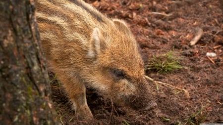 wild boar piglet - piglet, cute, wild, boar