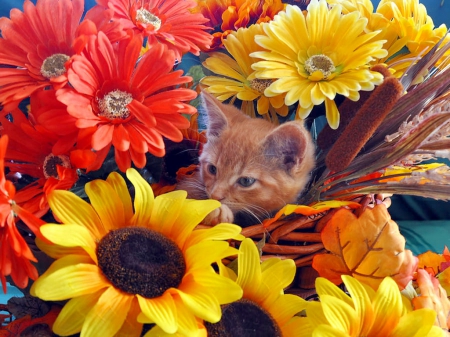 Thanksgiving kitten - sweet, cat, flowers, fall, kitten, autumn, garden, hidden, cute, thanksgiving, adorable, foliage, kitty