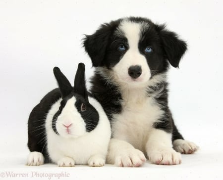 Rabbit and border collie - black and white, rabbit, Border collies, dogs