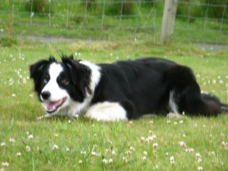 Black Border Collie - sitting, black, dog, border collie