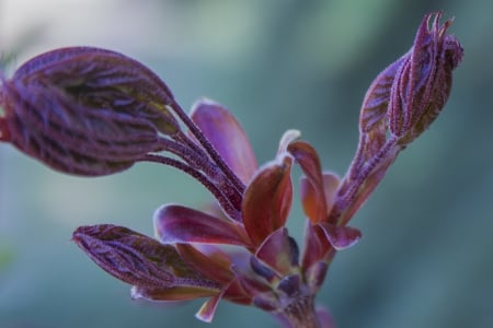 Violet Flower - background, photography, violet, nature, purple, blue, beautiful, photo, flower