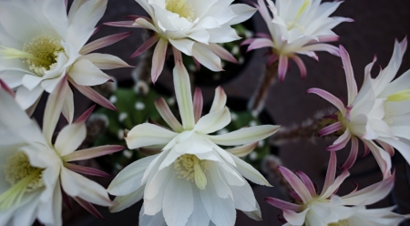 White Flowers - white, close up, beauty, pretty, flowers