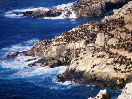 coastal sealions - lions, water, coastal, sea