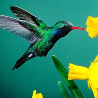 humming bird