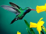 humming bird