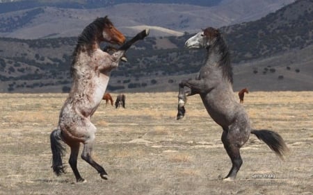 Mustangs IV. - wildlife, wild horse, photography, wallpaper, nature, hd, abstract, wilderness, horse, mustang, wild, wild animals