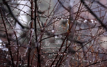 Rain - raindrops, spring, forest, rain, macro, abstract, bokeh, branch, close-up, photography, drops, HD, tree, November, fall, nature, twig, autumn, wallpaper