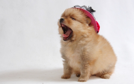 Carmeeen! - white, red, animal, funny, cute, hat, puppy, dog