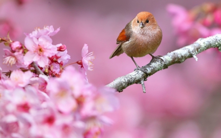 Spring - bird, pink, cute, spring, sakura, branch