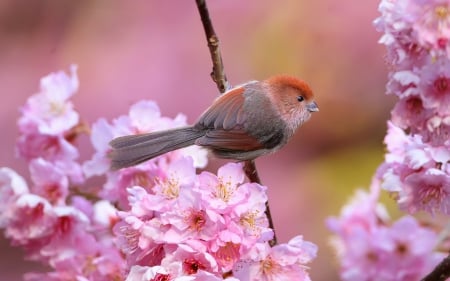 Spring - sakura, branch, pink, spring, bird, flower