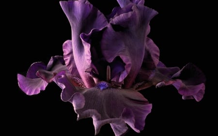 Purple iris