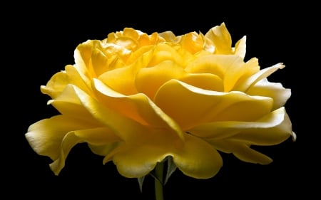 Yellow rose - black, yellow, rose, flower