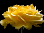 Yellow rose