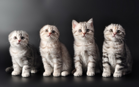 Kittens - british fold, animal, cute, kitten, cat