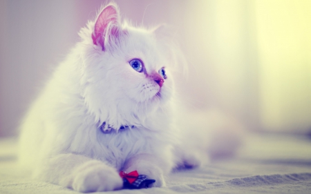 Cat - cat, white, animal, pink