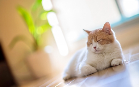 SLEEPING CAT - white, sleeping, cat, funny, house