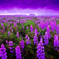 LUPINE FIELDS