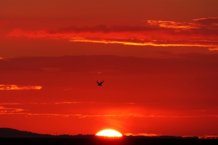 Glowing Sunset - clouds, bird, evening sky, landscape, sea, glowing, sunset, nature, afterglow, seagull