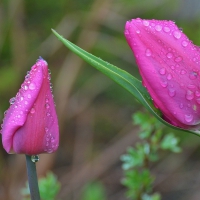 Pink Tulips