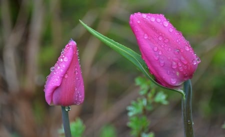 Pink Tulips - buds, tulips, dew, nature, macro, leaves, green, flowers, drops