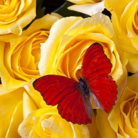 Red Butterfly on Yellow Roses