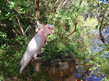 Pink Cockatoo - trees, birds, animal, cockatoo, forest