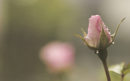 Tenderness - nature, rain, drops, bud, rose, reflection