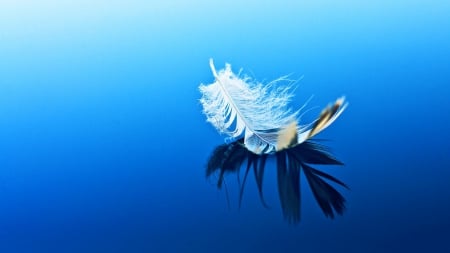 Feather on water - feather, water, abstract, reflection