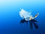 Feather on water