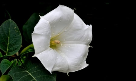 White Flower - white, yellow, flower, drops