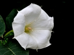 White Flower