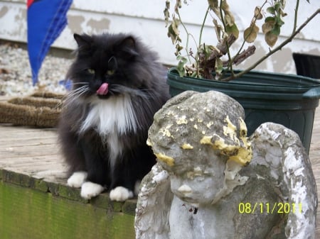 Furball watching - home, tuxcedo, animals, cat