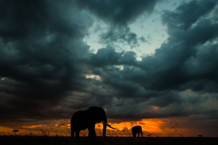 Sunset In Africa - africa, dark, sunset, clouds